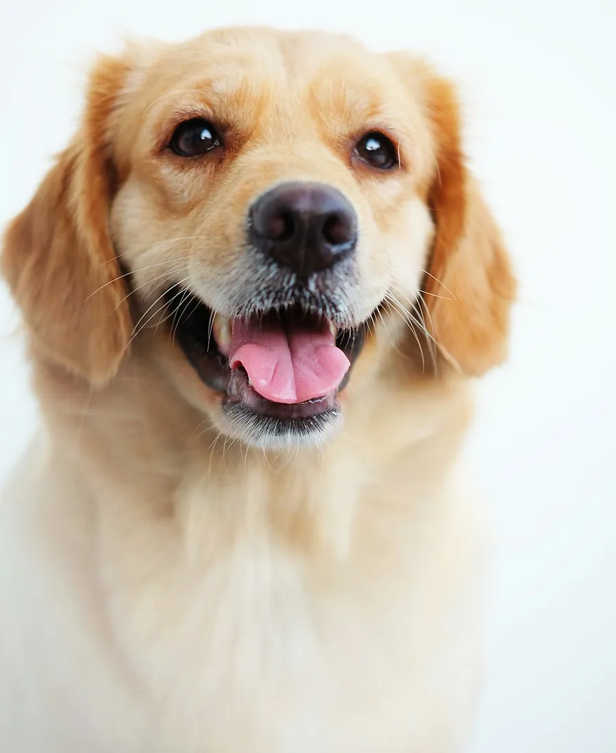 Cachorro golden retriever