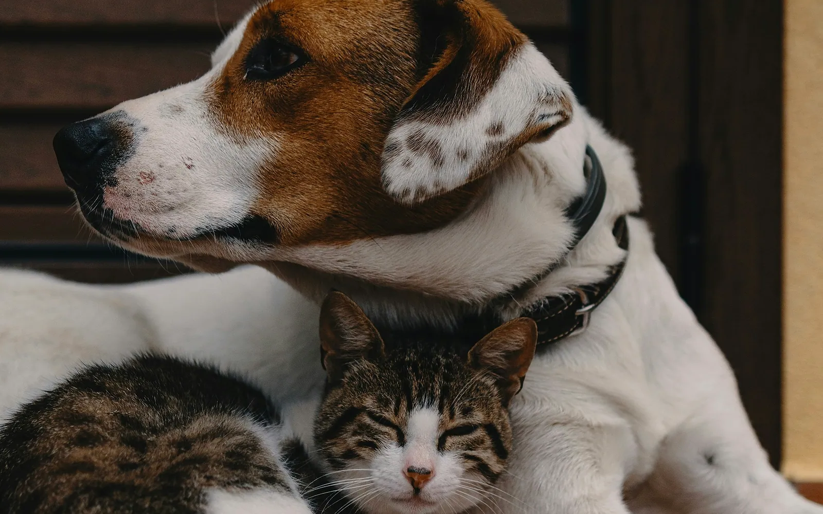 Un perro y un gato conviviendo en casa
