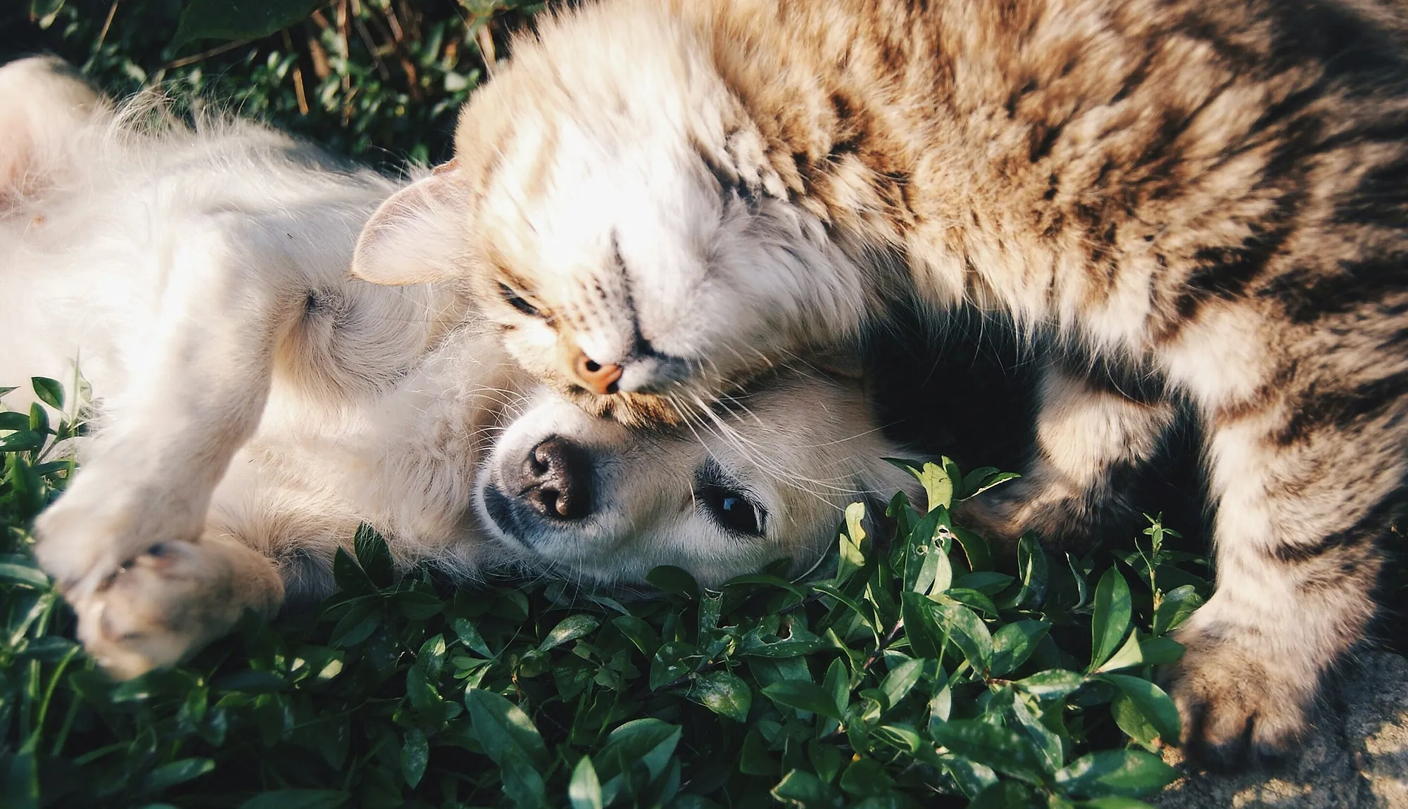 Un perro y un gato descansando juntos