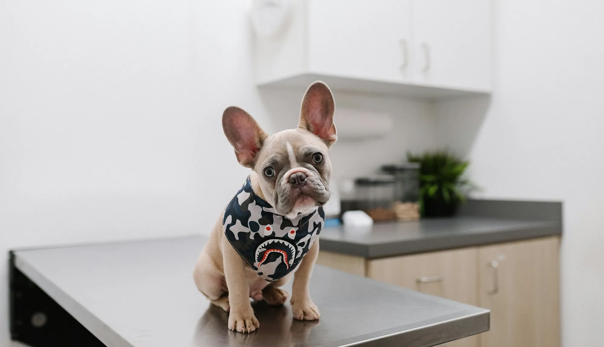Perro sentado sobre la mesa de un consultorio veterinario