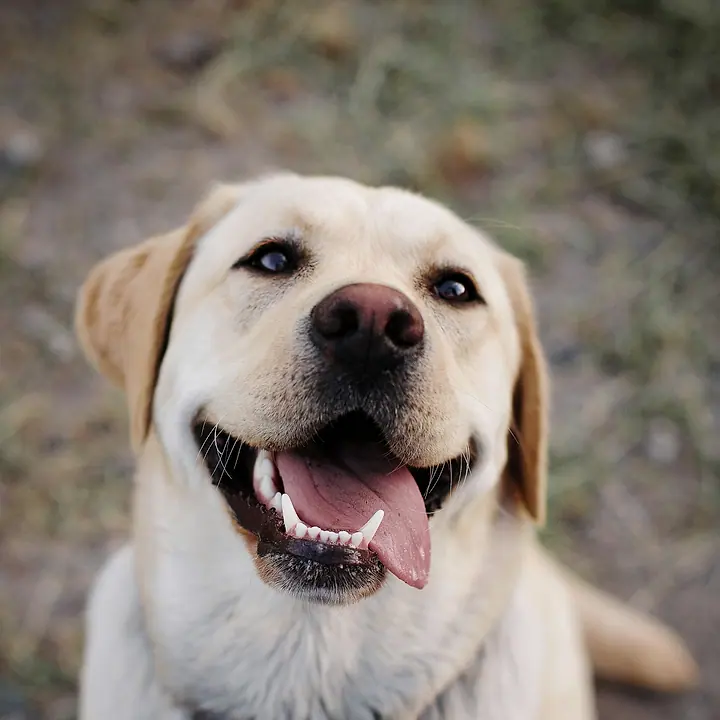 Labrador adulto