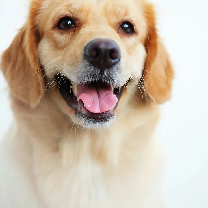 Cachorro golden retriever