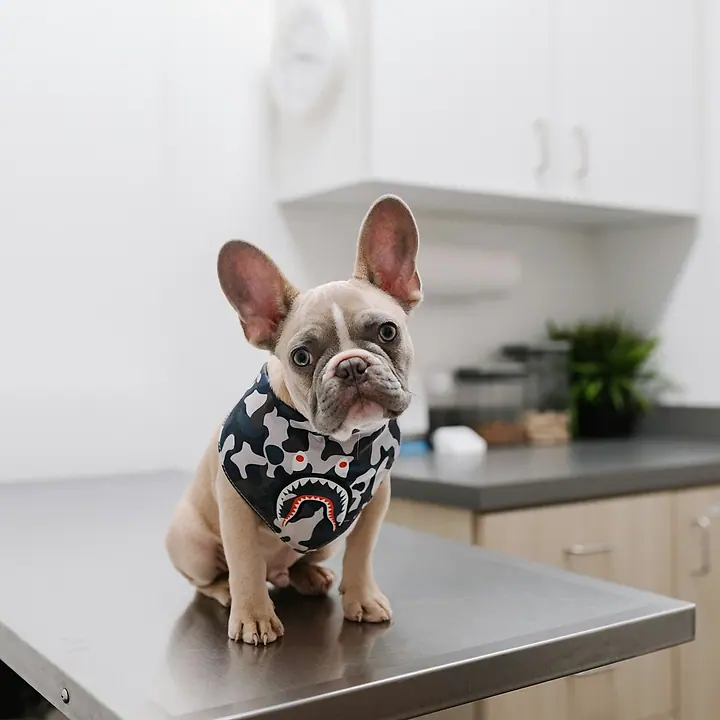 Perro en la mesa del consultorio