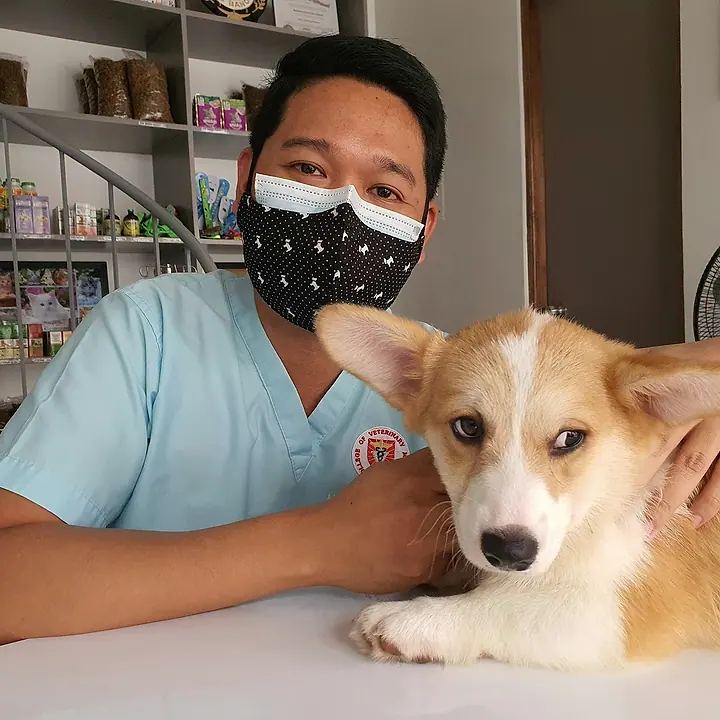 Veterinario atendiendo a un perro