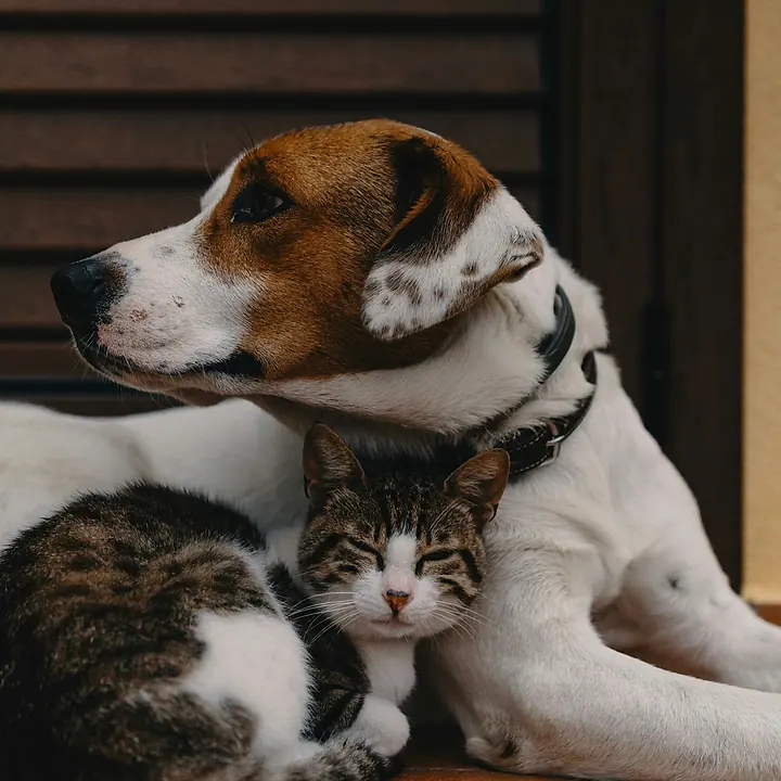 Perro y gato compartiendo la casa