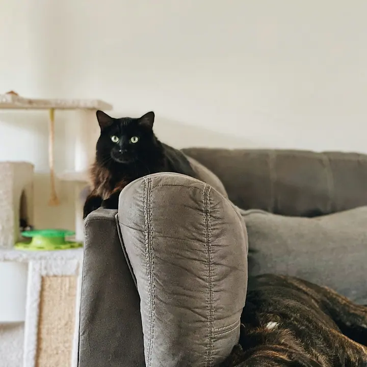 Gatito atigrado